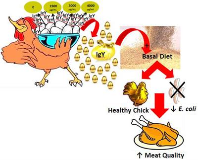 Impact of Dietary Egg Yolk IgY Powder on Behavior, Meat Quality, Physiology, and Intestinal Escherichia coli Colonization of Broiler Chicks